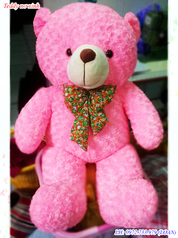 Teddy nơ