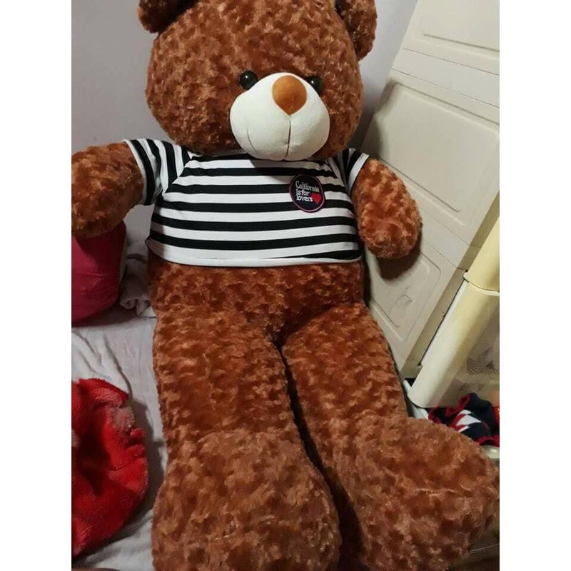 gau nhoi bong teddy